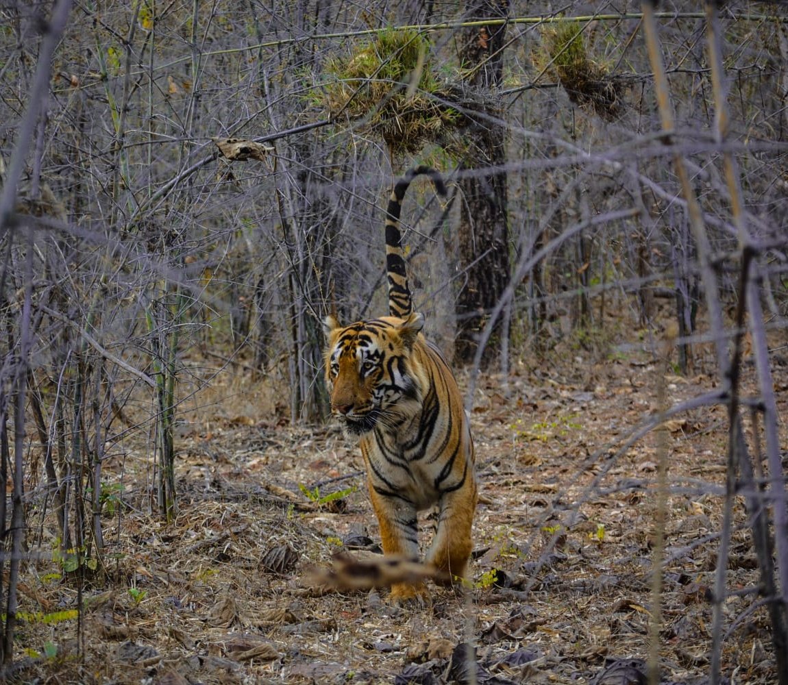 Autonomous tiger detection in tiger reserve habitat